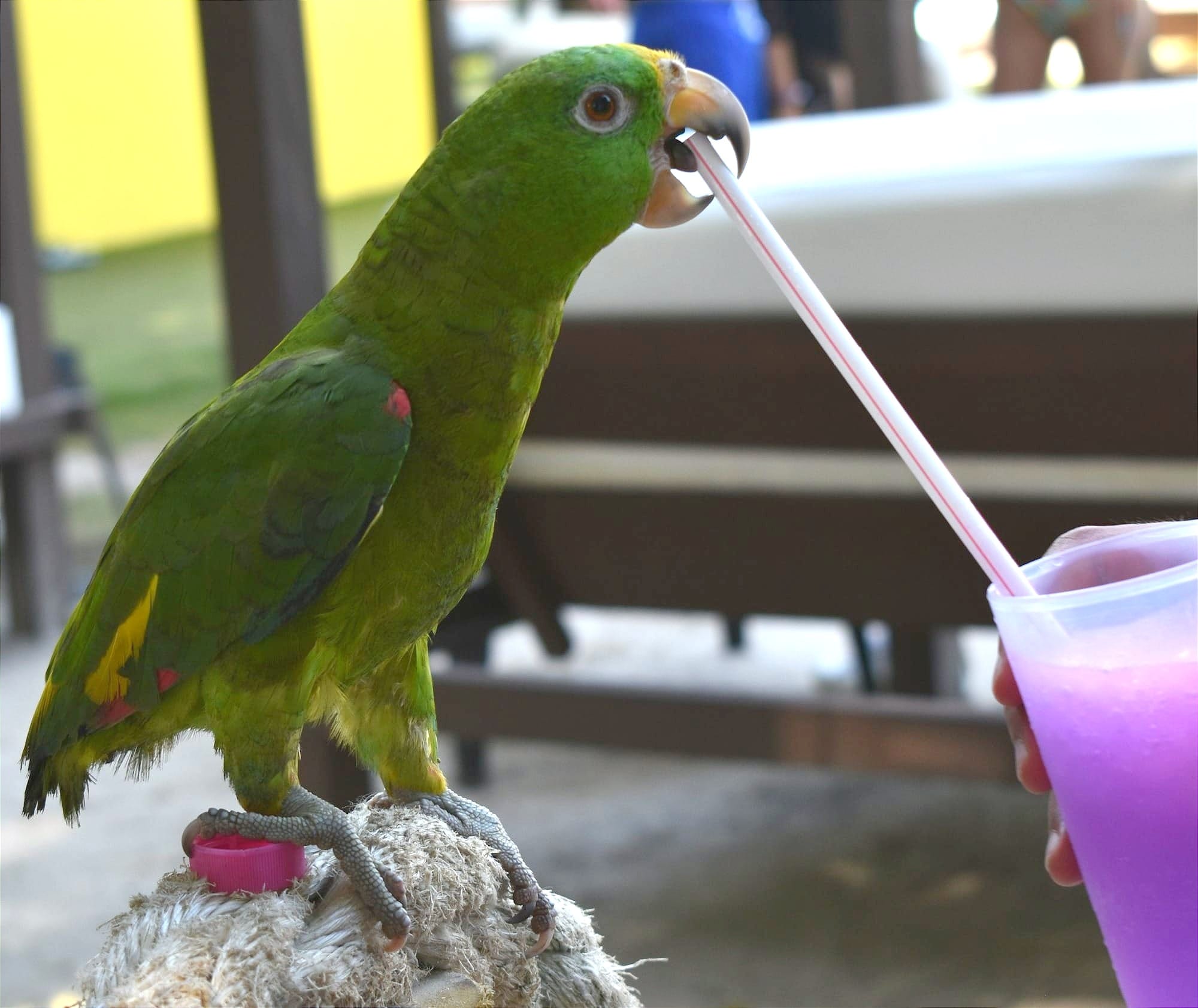 a green parrot sitting on top of a wooden pole