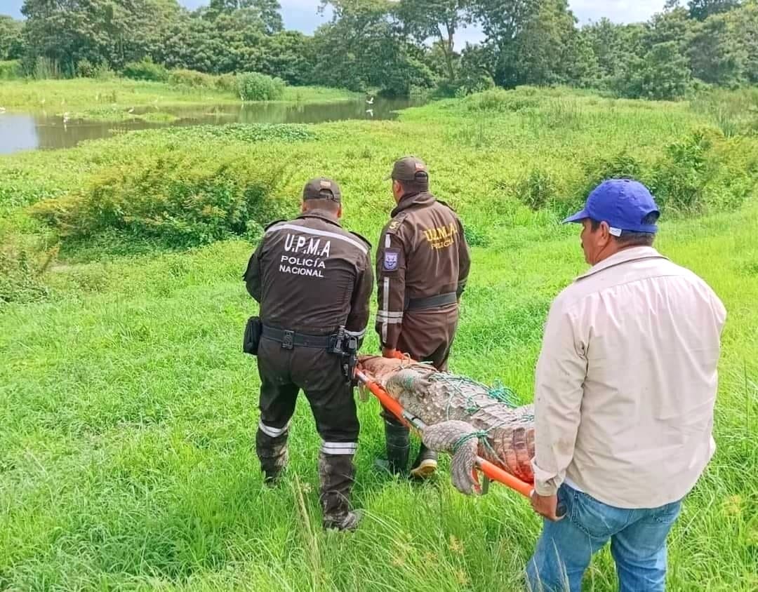 Grupos criminales usan animales silvestres para desaparecer evidencias