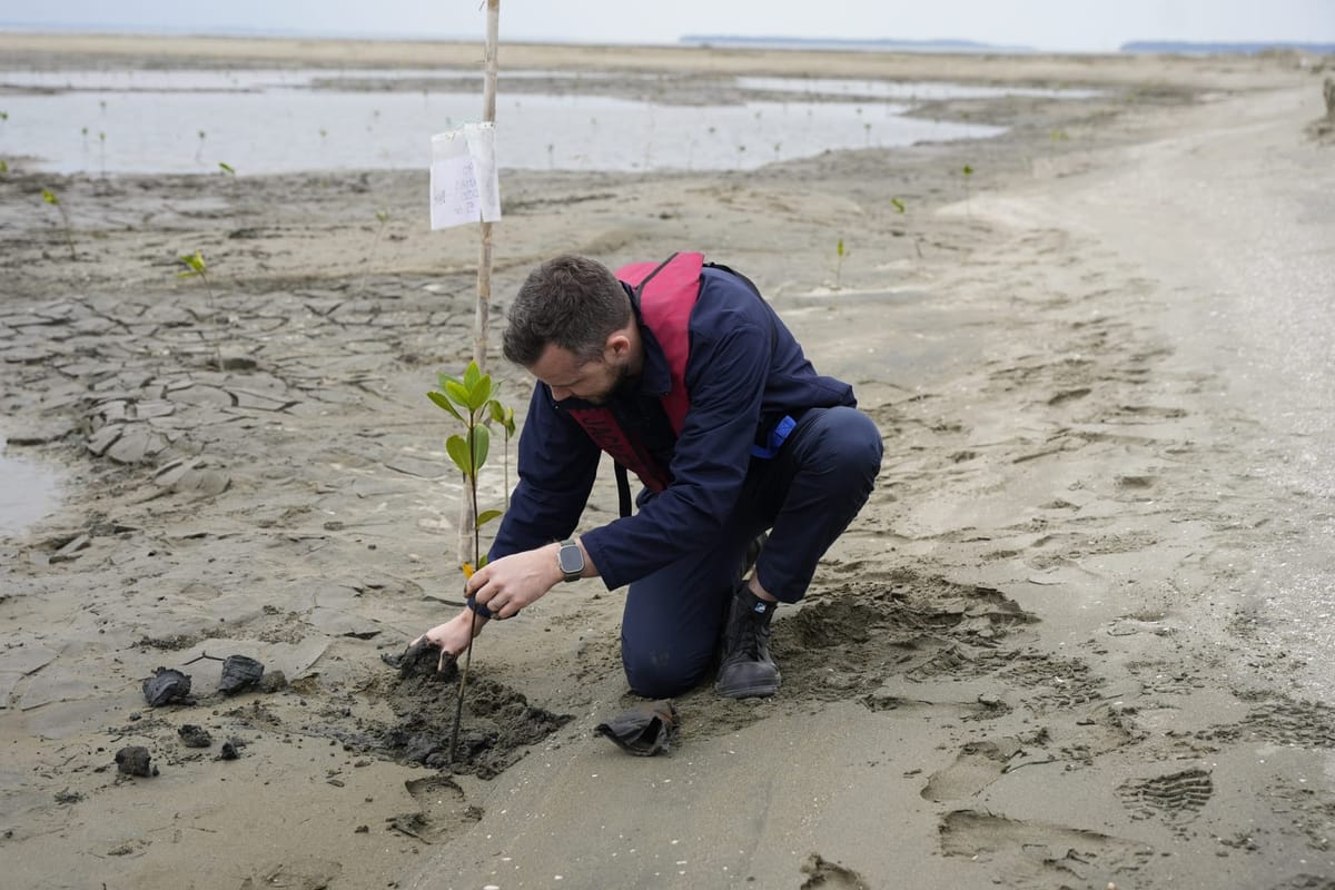 Con 500.000 m3 de sedimentos se levanta una isla de manglares