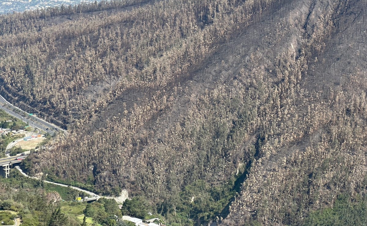 Cómo restaurar los bosques quemados en Quito: un plan de acción y varias advertencias