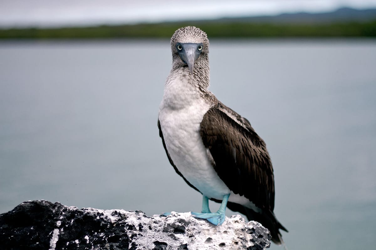 Galápagos tiene un plan estratégico para desarrollar la economía azul