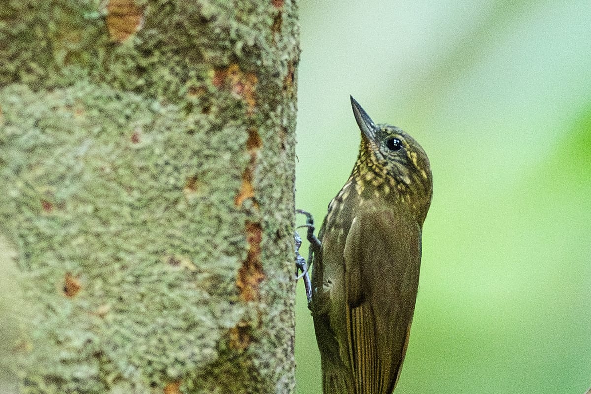 Las aves de la Amazonía están encogiéndose para adaptarse al colapso climático