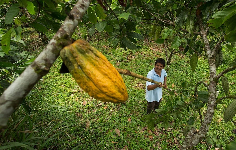 Ecuador y el EUDR: avances y desafíos con el nuevo plazo de la UE