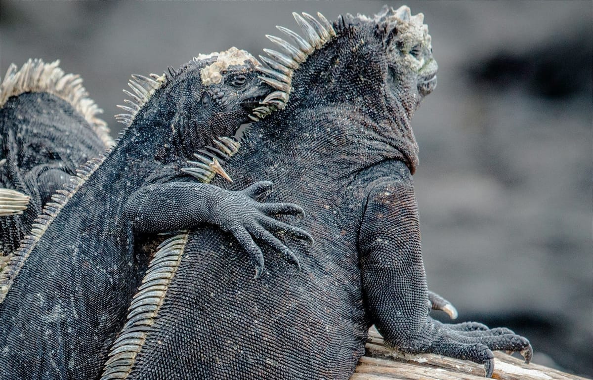 El canje de deuda externa para Galápagos ya rinde resultados