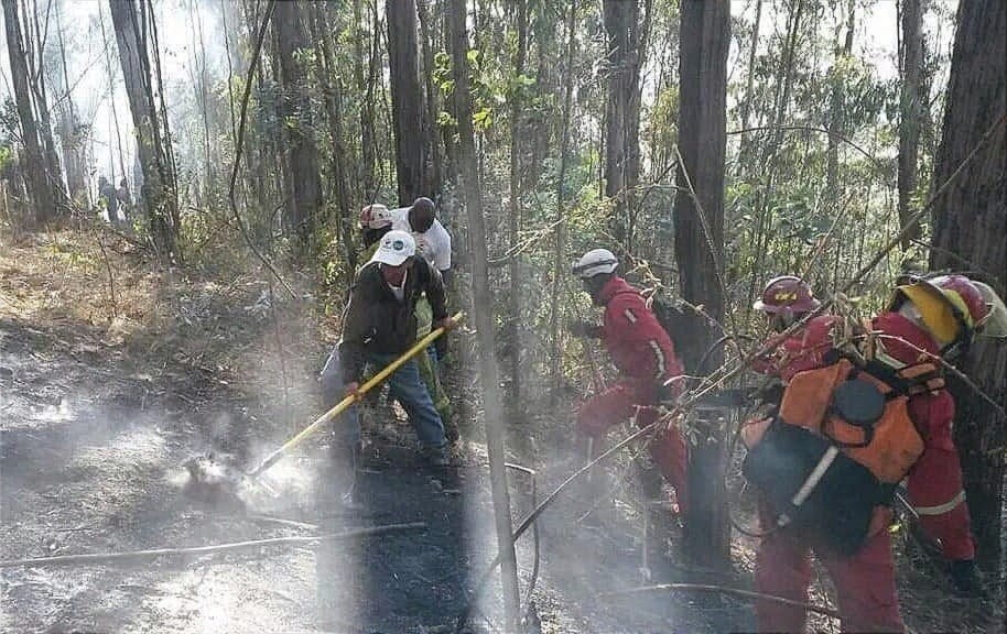 Incendios forestales en Ecuador disminuyeron más del 60% en 2025