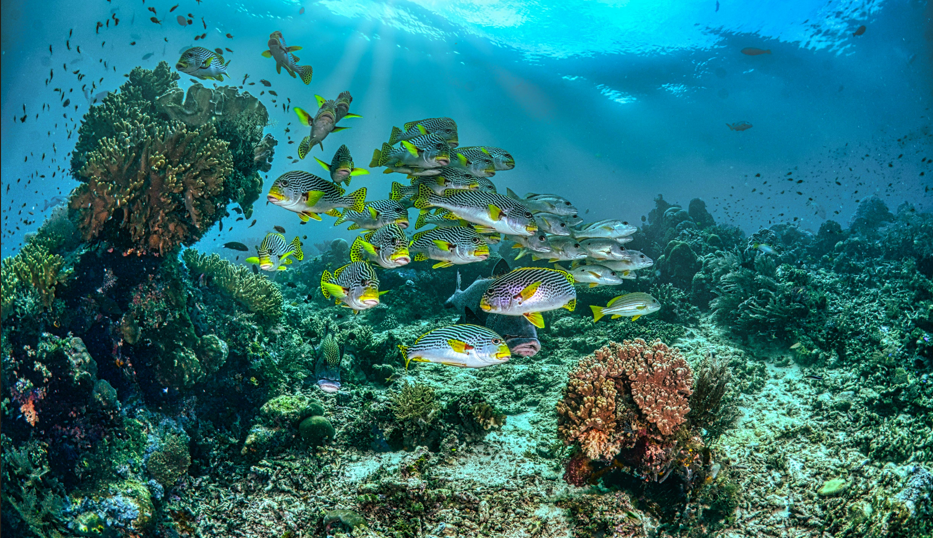 El Tratado de Alta Mar, salvavidas para los océanos y su diversidad