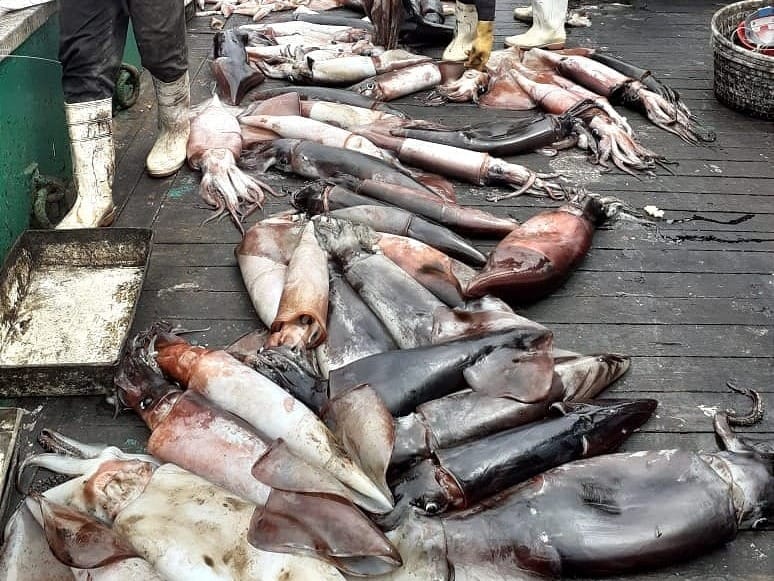 Una alerta regional sobre las graves amenazas al calamar gigante