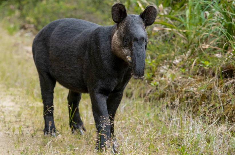 Ecuador y Perú conectan más de 2 millones de hectáreas de naturaleza