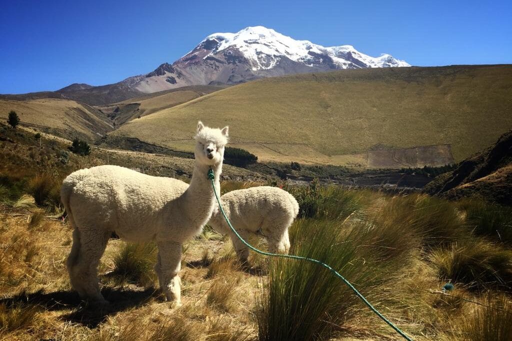 Las alpacas cuidan el páramo y activan emprendimientos en las faldas del Chimborazo