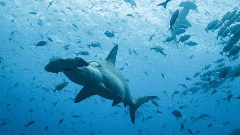 Un proyecto para favorecer la pesca sostenible y la conservación de tiburones y rayas