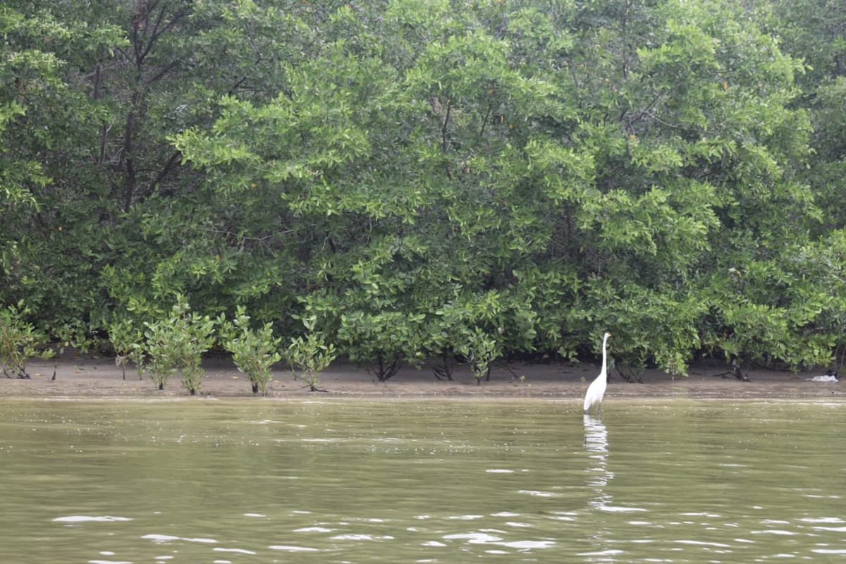 Una ruta para conocer los manglares de Ecuador