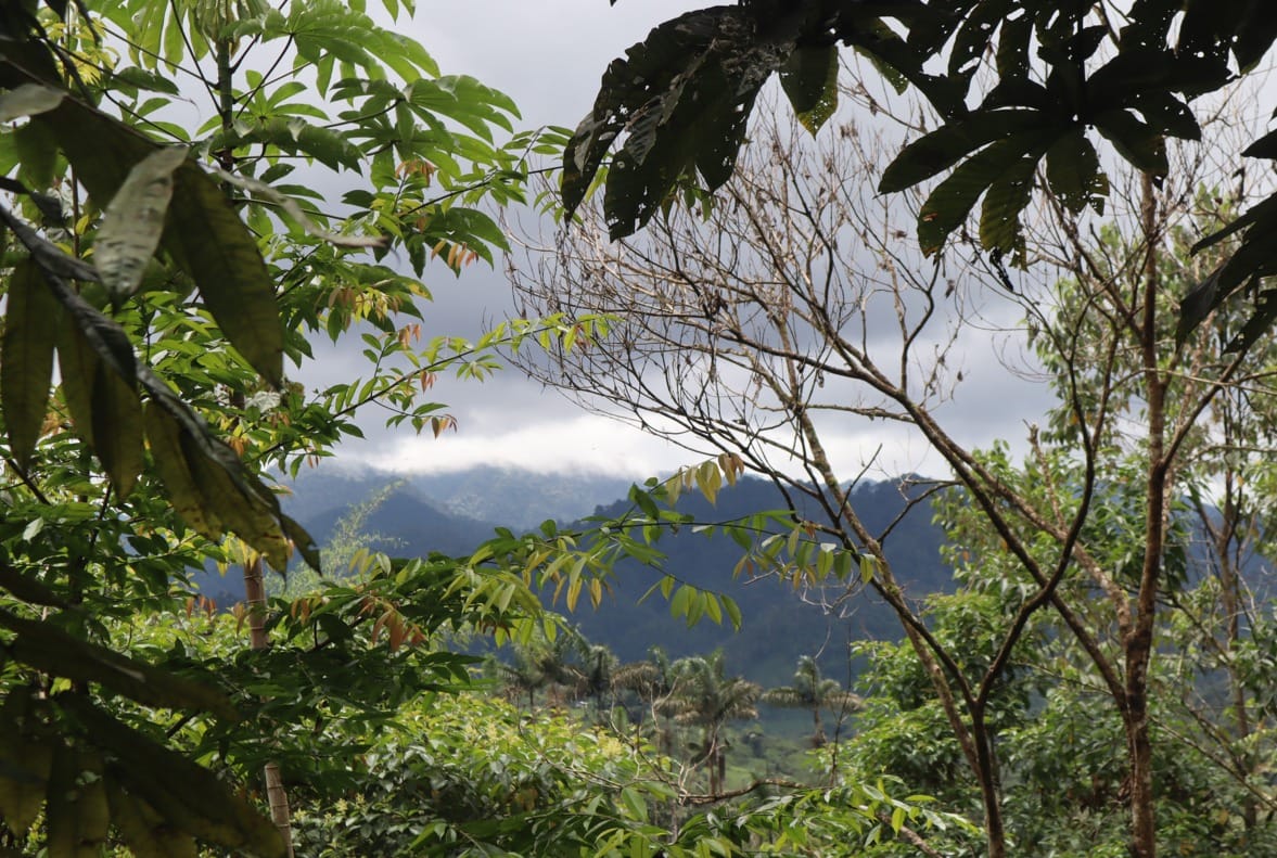 La Reserva de Biósfera del Chocó Andino cumple cuatro años con retos pendientes