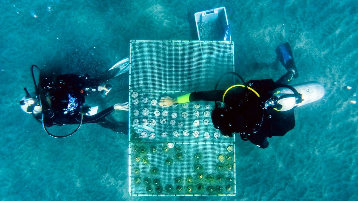 El turismo masivo afecta a los corales de Salango