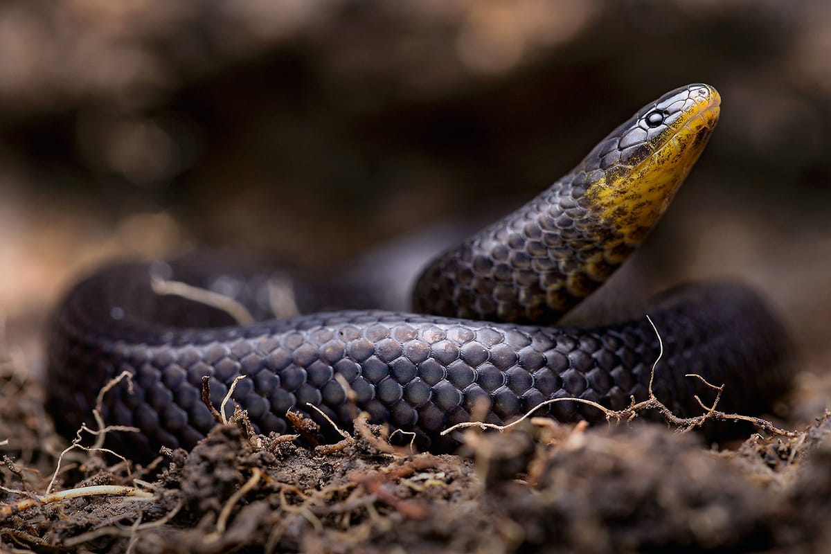 Nuevas especies de serpientes en un cementerio, iglesia y huerto escolar en Ecuador