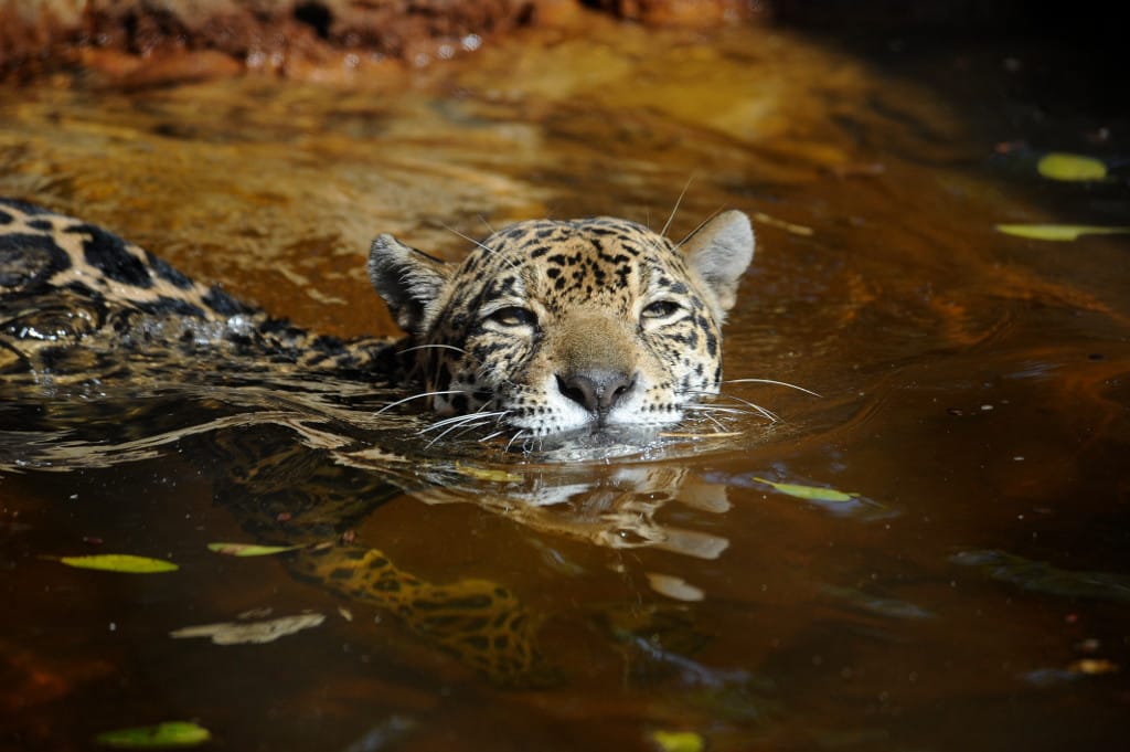 El tráfico de especies en línea amenaza al jaguar