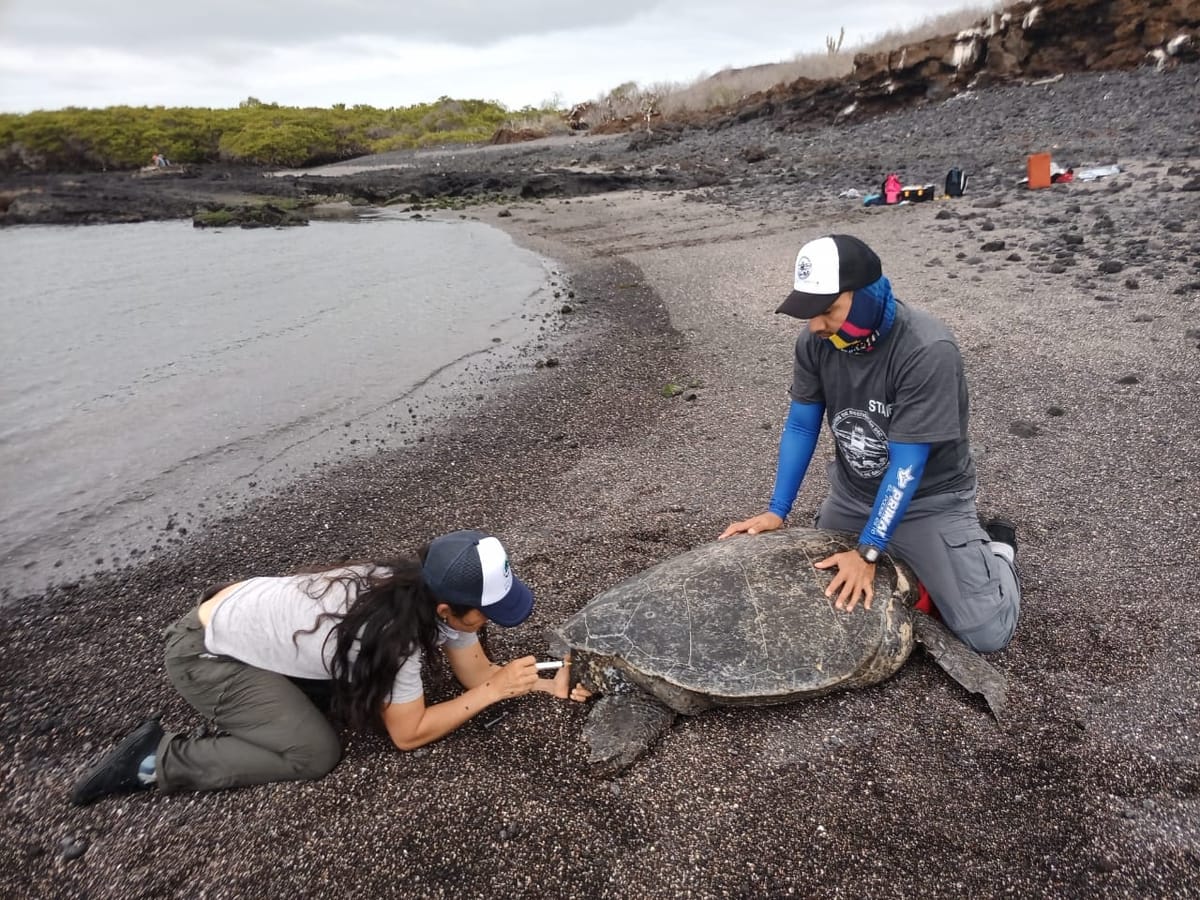 En Galápagos se monitorea a especies emblemáticas, como iguanas marinas, tortugas y lobos marinos