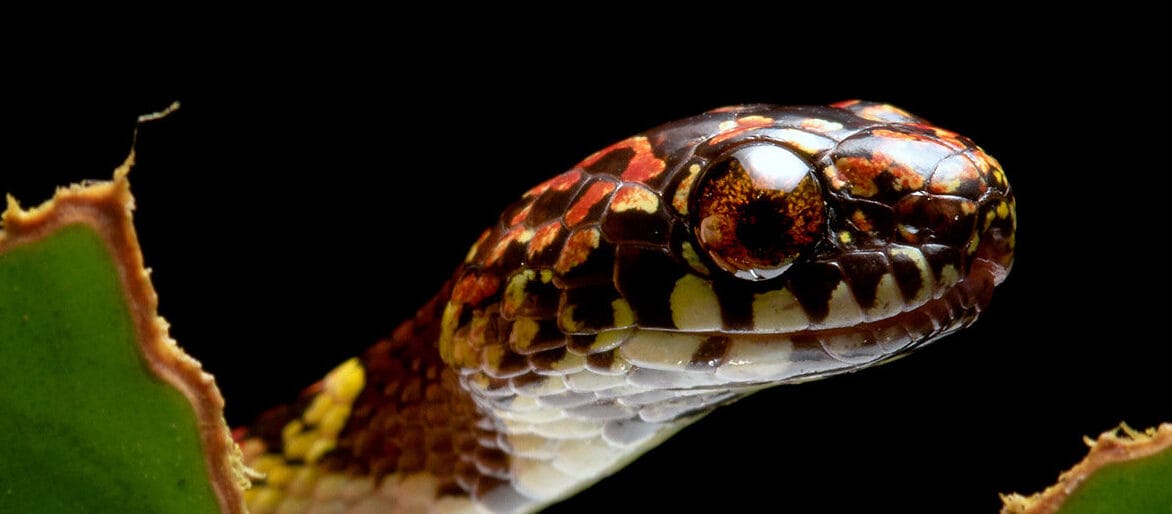 Nuevas especies de serpientes de Ecuador ya están amenazadas por las actividades extractivas
