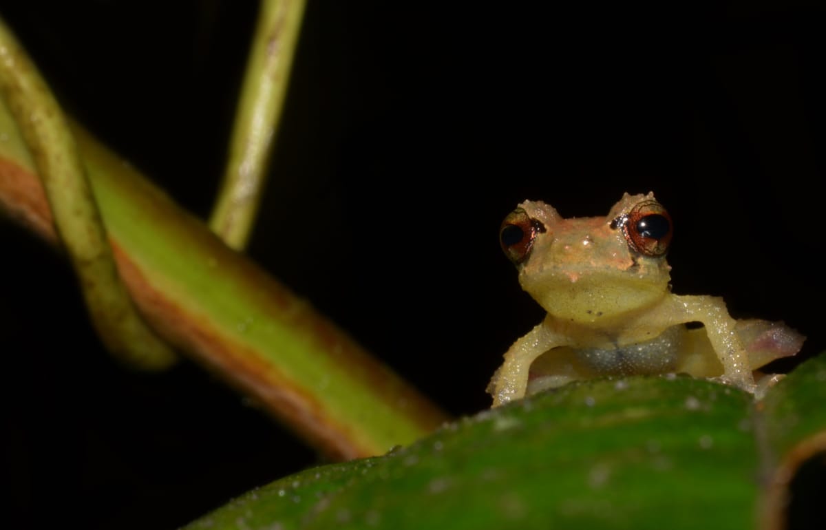 El hallazgo de nuevas especies está en auge en Ecuador