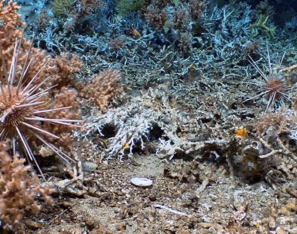 Un nuevo arrecife de coral fue descubierto en las profundidades de Galápagos