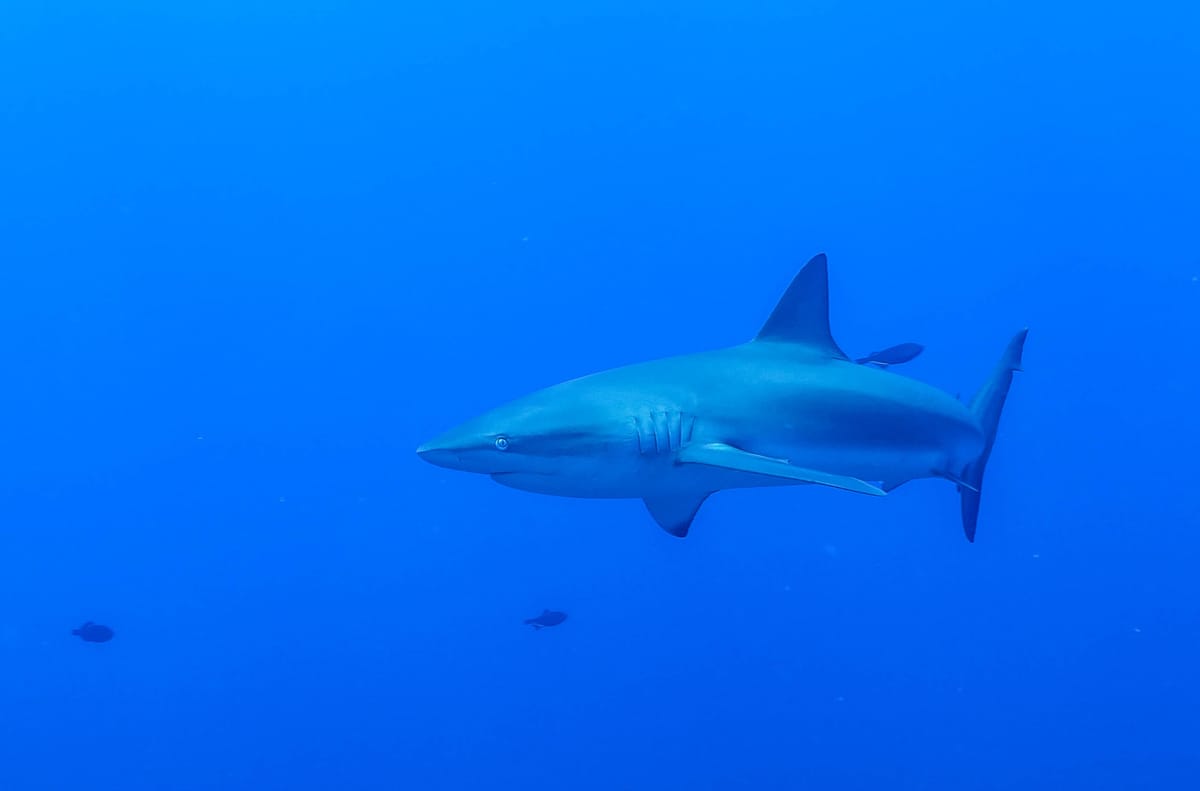 La probabilidad de mordedura de tiburón en Galápagos es 1 en 300 mil