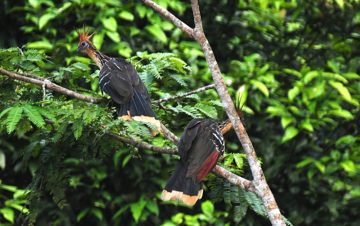 El Gobierno de Ecuador crea el Biocorredor Amazónico para conservar dos millones de hectáreas