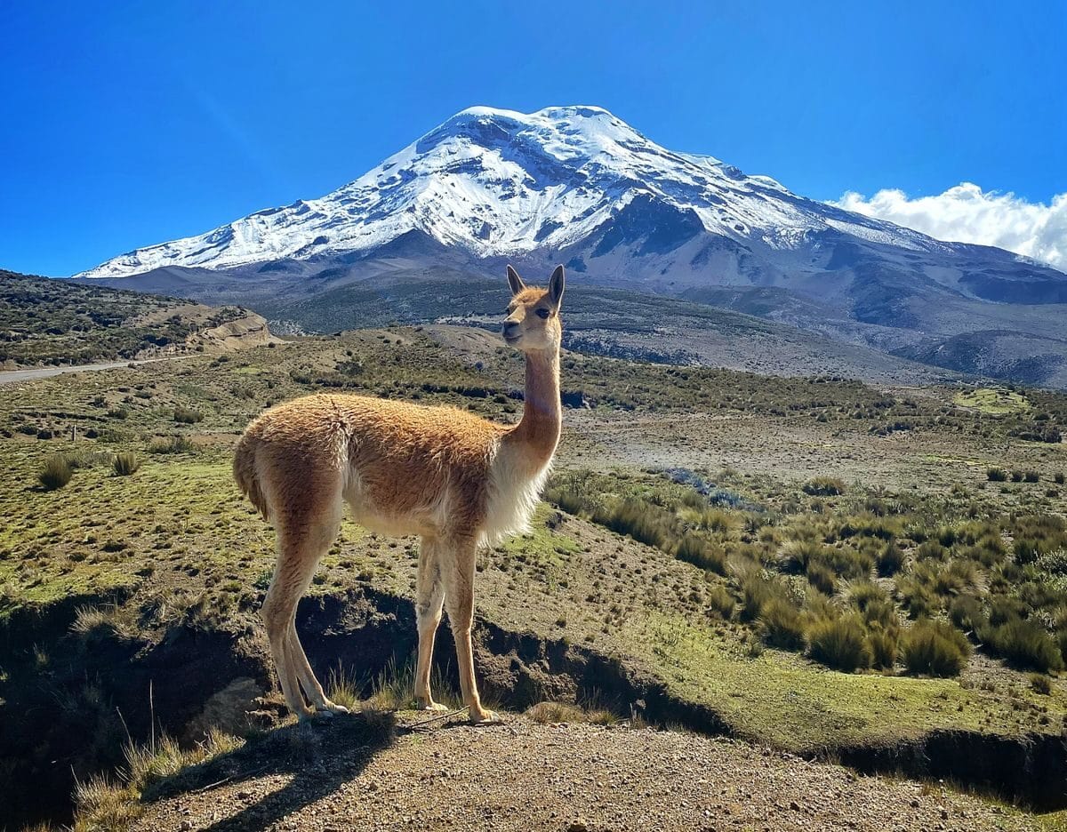 Expansión agrícola amenaza el hábitat de las vicuñas en la Reserva Chimborazo