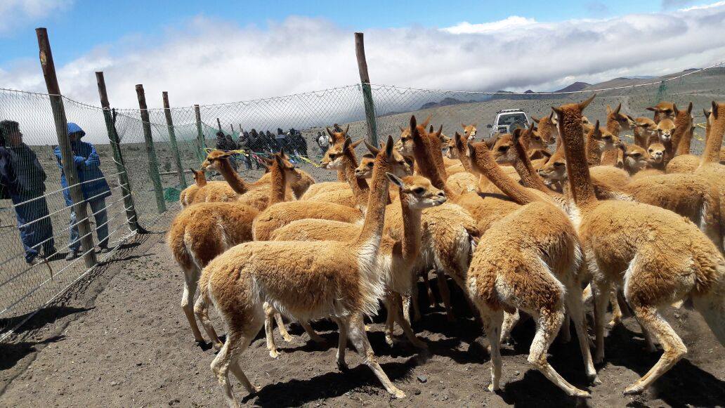 Perros ferales y falta de recursos complican la situación de las vicuñas en la Reserva Chimborazo