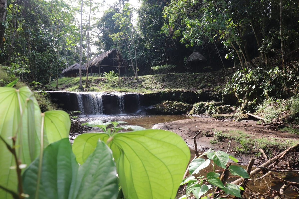 Restauración de bosques y apoyo a emprendimientos, en dos provincias amazónicas