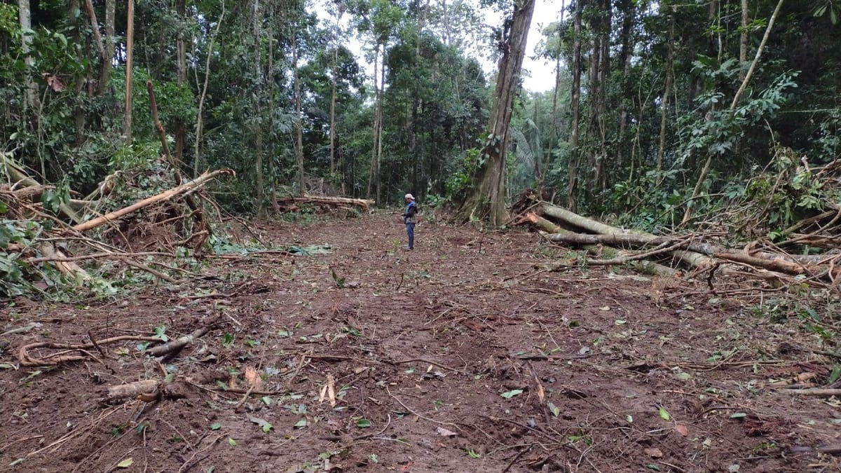 Deforestación por construcción de vías en territorio Waorani de Pastaza