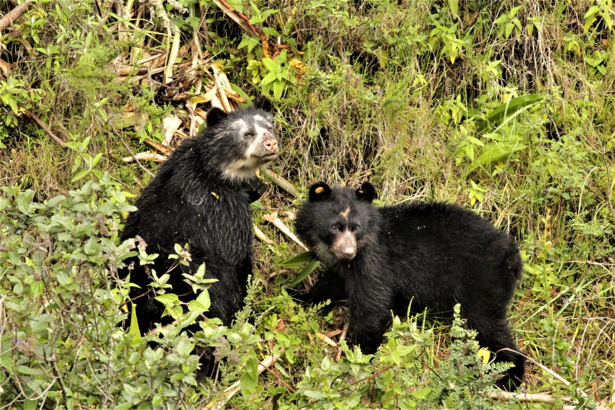El oso andino se enfrenta a la pérdida de hábitat en Ecuador