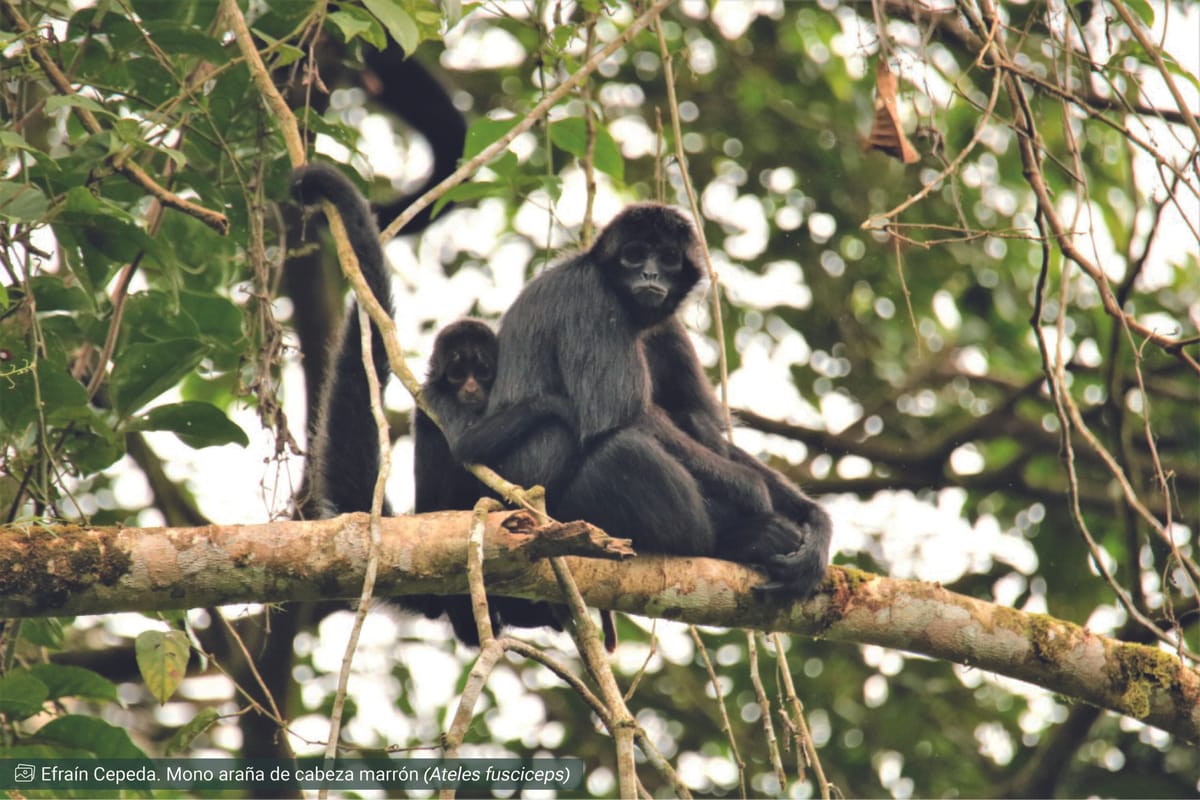 El Chocó, uno de los ecosistemas más ricos del planeta, se muestra en una publicación