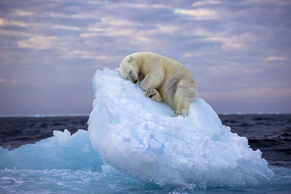 ‘Cama de hielo', Nima Sarikhani, Reino Unido. Ubicación: frente al archipiélago de Svalbard, Noruega.