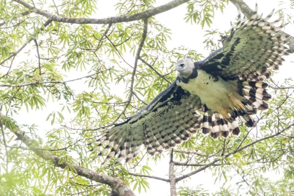 El águila harpía sobrevive en Ecuador pese a la deforestación y la cacería