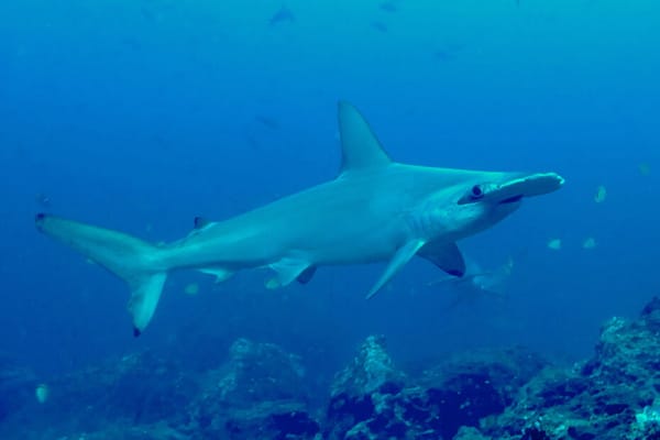 Un millón de tiburones capturados en tres años en el país