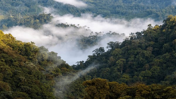 Autoridades no hacen cumplir la consulta sobre el Chocó Andino