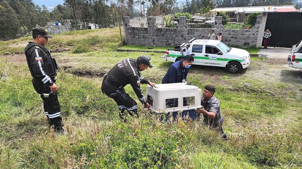 Mujer de 94 años herida por  "perro de compañía callejizado" en Conocoto se recupera