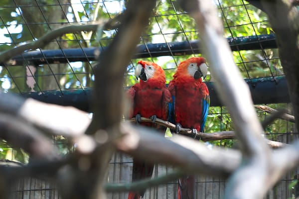 Los delitos contra la fauna silvestre crecieron en Orellana