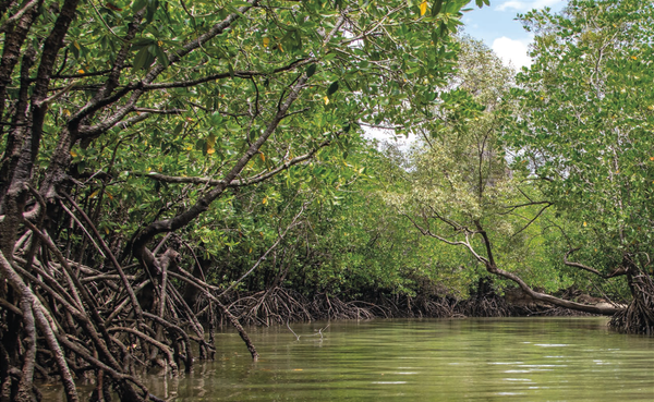 Los manglares de Sálima y Bunche 'secuestran' poco carbono azul