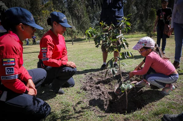 Estas son las plantas nativas con las que se reforesta Quito