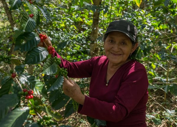 Financiamiento rural fortalece el café y el cacao sostenible en Ecuador