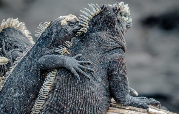 El canje de deuda externa para Galápagos ya rinde resultados