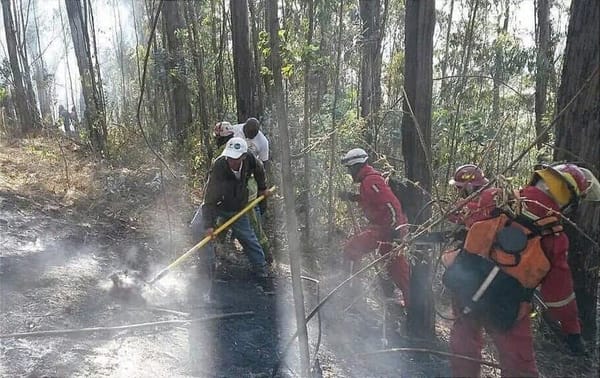 Incendios forestales en Ecuador disminuyeron más del 60% en 2025