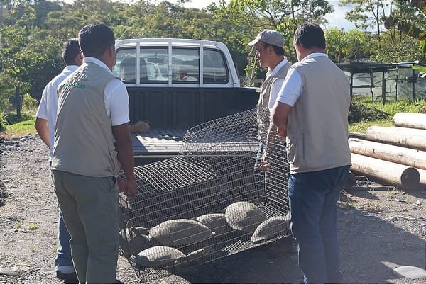 Rescates de fauna bajan en Ecuador, pero persiste el tráfico ilegal
