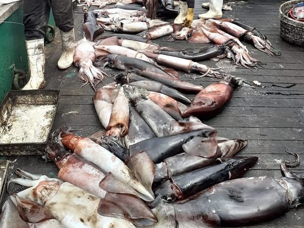 Una alerta regional sobre las graves amenazas al calamar gigante