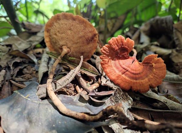 Ecuador podría tener hasta 180.000 especies de hongos y apenas conocemos mil