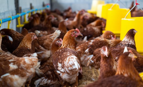 Cómo mejorar la condición de los animales de granja en la subregión