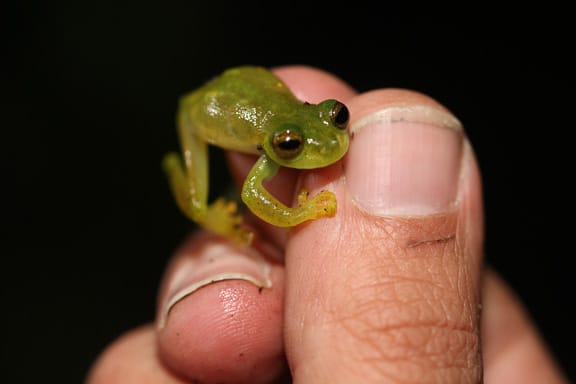 Los Cedros, un refugio de biodiversidad entre los bosques del Chocó y los Andes