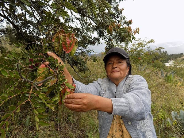 El guarango es cotizado; promueve asociatividad y activa la exportación en Chimborazo