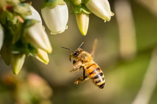 Rosa Ortiz: A las abejas hay que respetarlas y cuidarlas por el bienestar del planeta