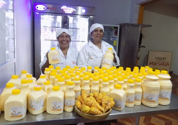 Las emprendedoras en Chimborazo producen yogur con mashwa